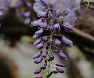 braune Blumen-Stimmungsboard-Fotocollage-3